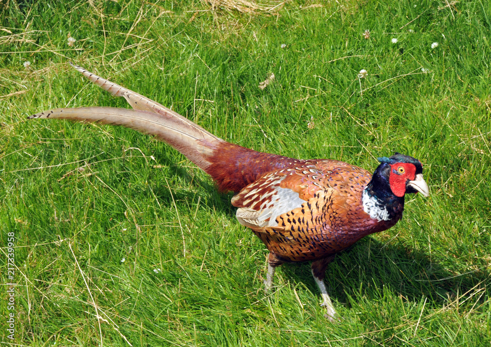 Fototapeta premium Male Pheasant