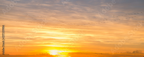 Canadian Geese Flying over Country Fields into Golden Winter Sunset in Double Exposure.
