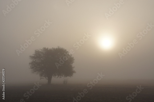 Bardzo gęsta mgła na polu, mglisty poranek, samotne drzewo we mgle o świcie, mglista pogoda