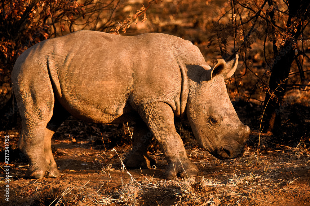 Fototapeta premium Cielę nosorożca białego ściśle podąża za matką