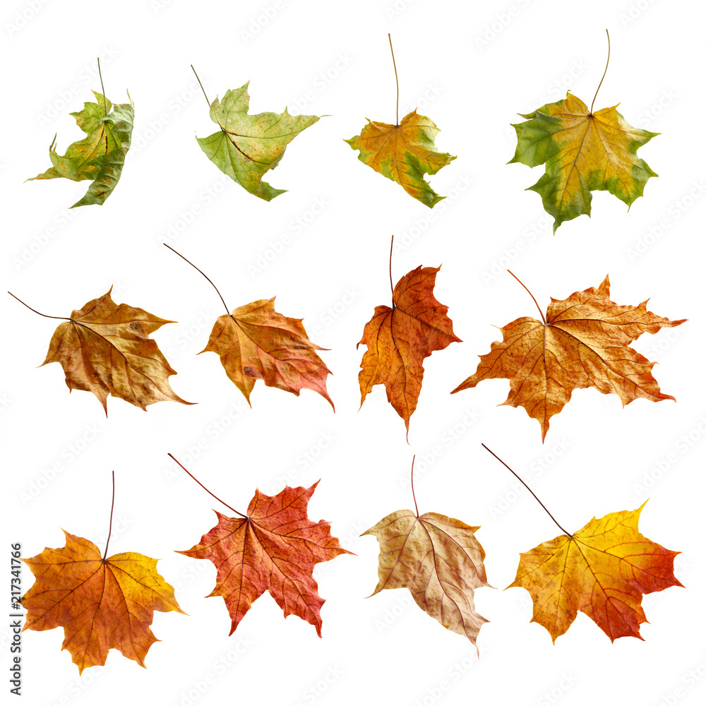 Obraz premium Autumn leaves set. Isolated on white background