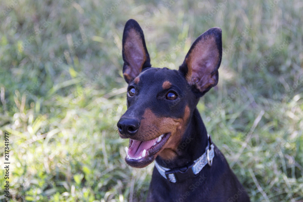 Doberman Puppy Neb Doberman Puppy Neb