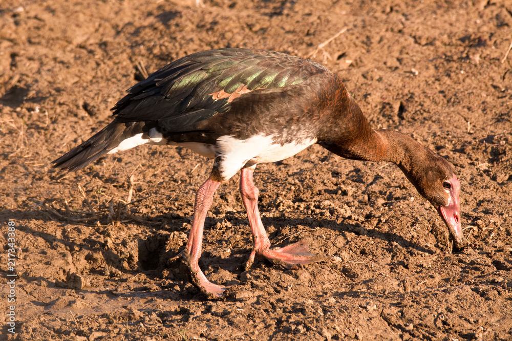 Obraz premium Spur-winged Goose foraging along the shoreline of a dam 