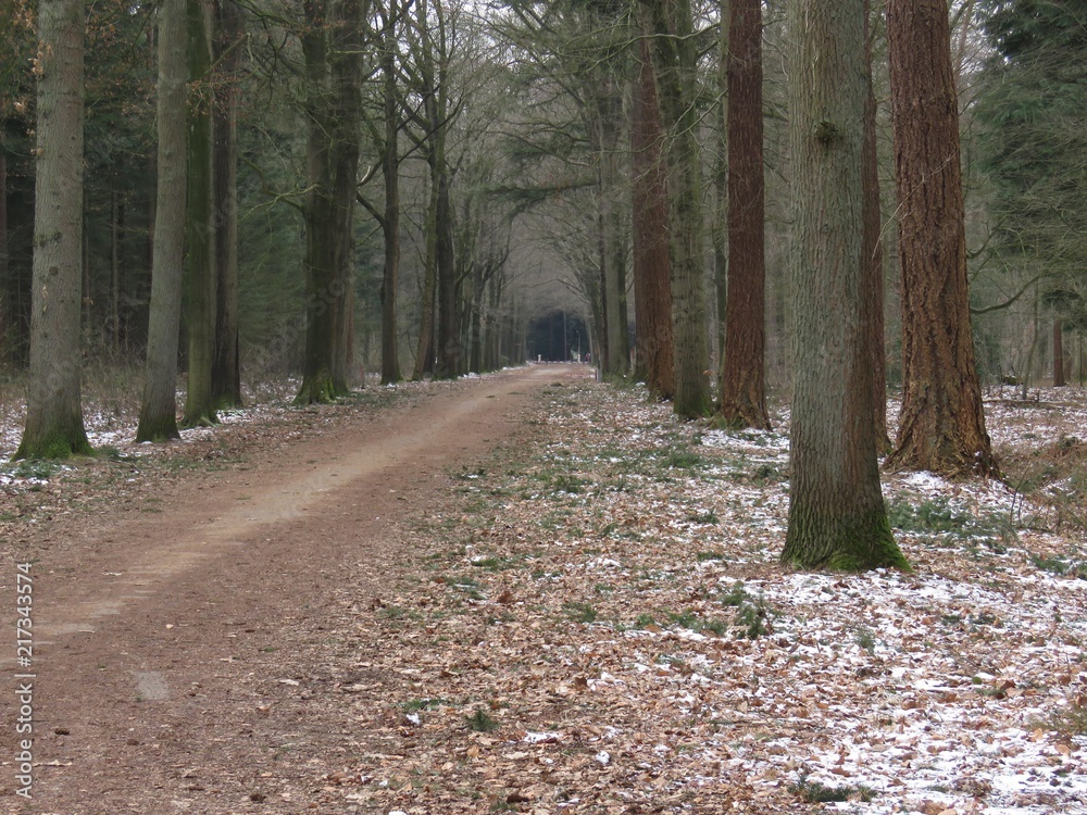 Fototapeta premium Winter in forest