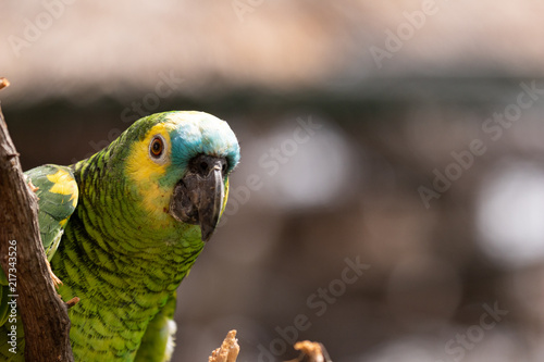 Turquoise-fronted amazon