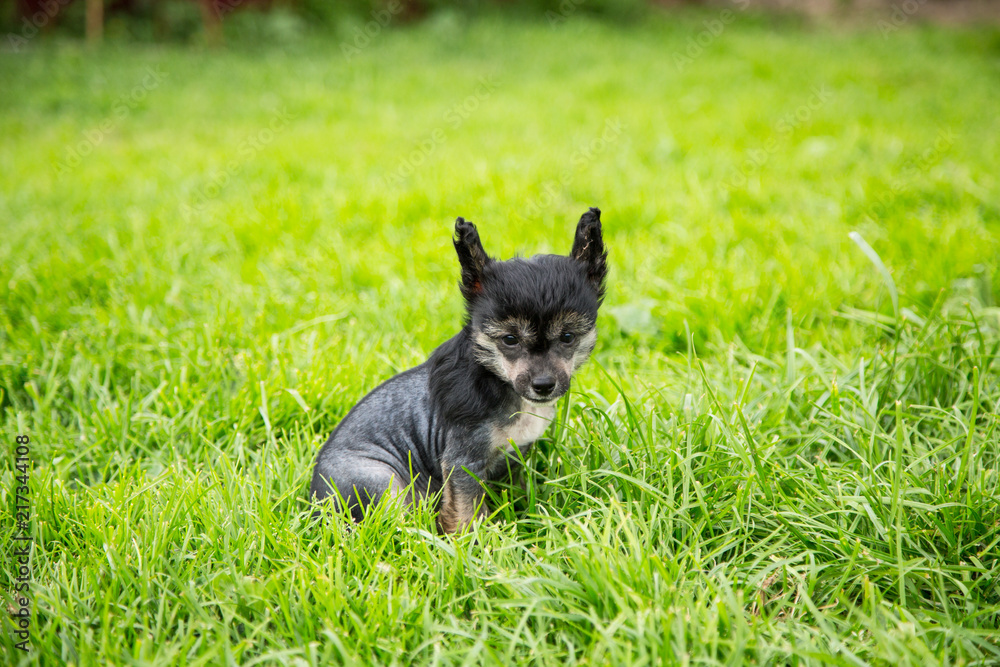 Portrait of black hairless puppy breed chinese crested dog sitting in the green grass on summer day. Portrait of black hairless puppy breed chinese crested dog sitting in the green grass on summer day.