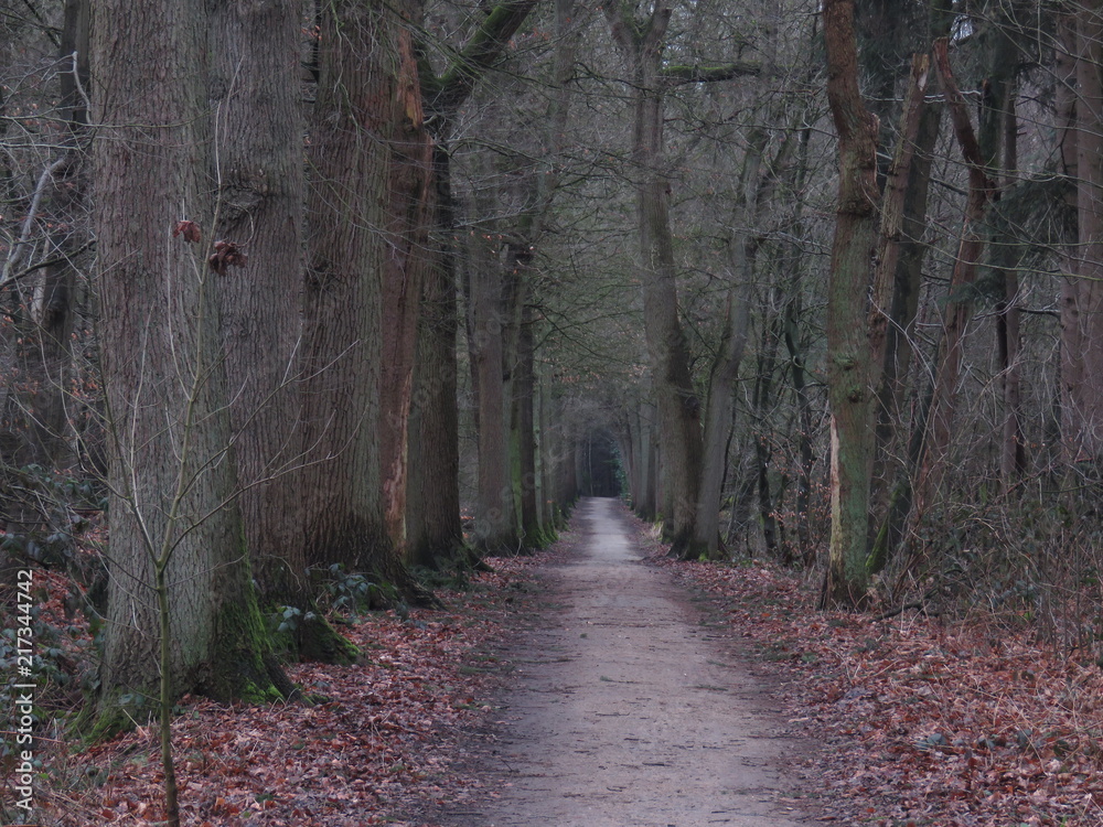 Fototapeta premium Forest in Autumn 