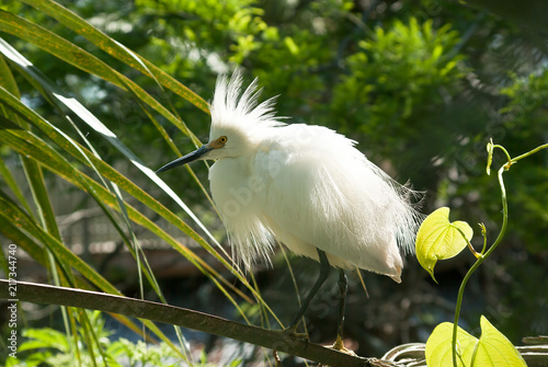 A Snowy Egret in Mating Plumage