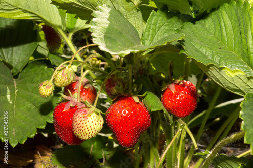 Strawberry plant. Wild stawberry bushes. Strawberries in growth at garden. Ripe berries and foliage strawberry
