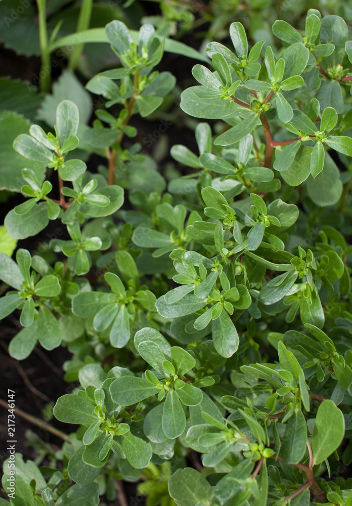 The purslane in the garden. Background image The purslane in the garden. Background image