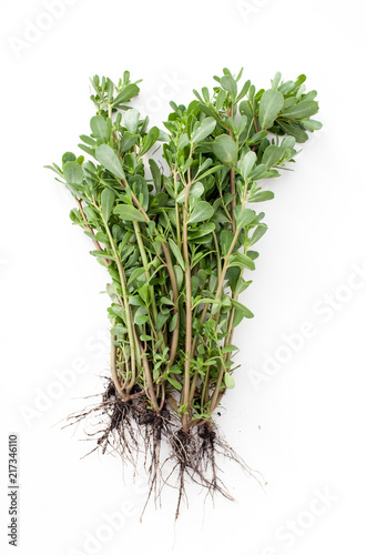 Portulac vegetable garden in a bundle with roots on white