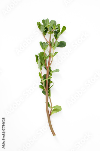 A young sprig of purslane on white background.
