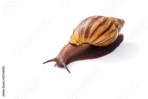 Snail for facial skin care on white background