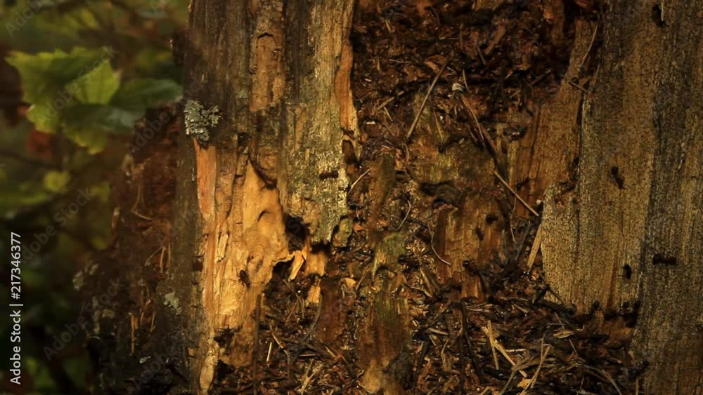 Ants bustle in the rays of the setting sun on an old birch stump with remnants of bark Ants bustle in the rays of the setting sun on an old birch stump with remnants of bark