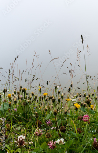 Morning over a wildflower meadow with a foggy sky background and dew on ther plants photo