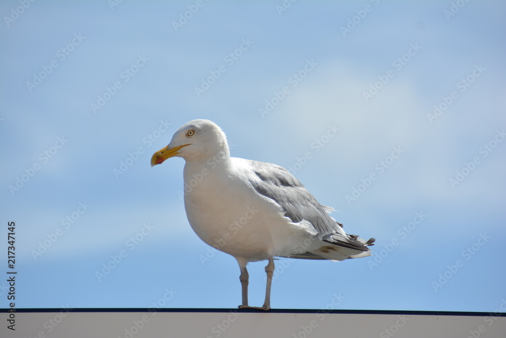Möwe Möwe