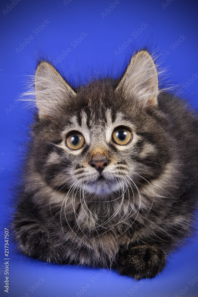 studio photography of a Kurilian Bobtail cat on colored backgrounds studio photography of a Kurilian Bobtail cat on colored backgrounds