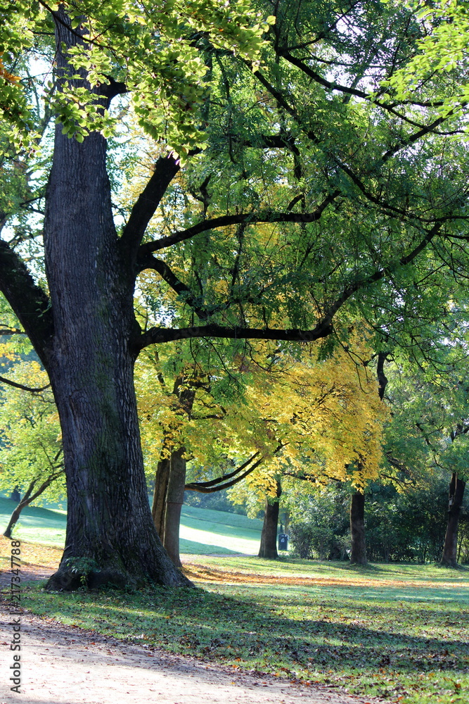 Naklejka premium english garden in autumn, munich germany