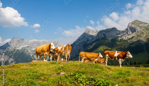Kühe auf dem Ladenberg im Tennengebirge