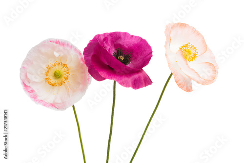 Fototapeta Naklejka Na Ścianę i Meble -  beautiful poppies isolated