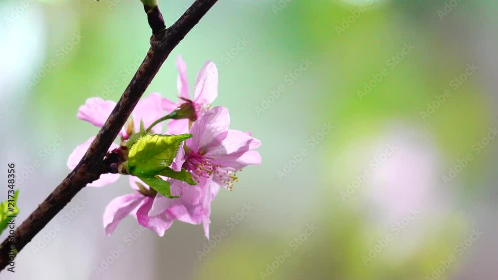 4K Beautiful pink sakura flower blooming on tree bokeh background. 4K Beautiful pink sakura flower blooming on tree bokeh background.