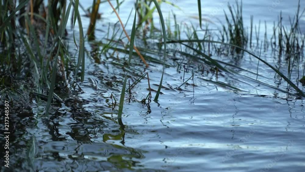 Close-up green reed swaying in the wind, lake on background.
