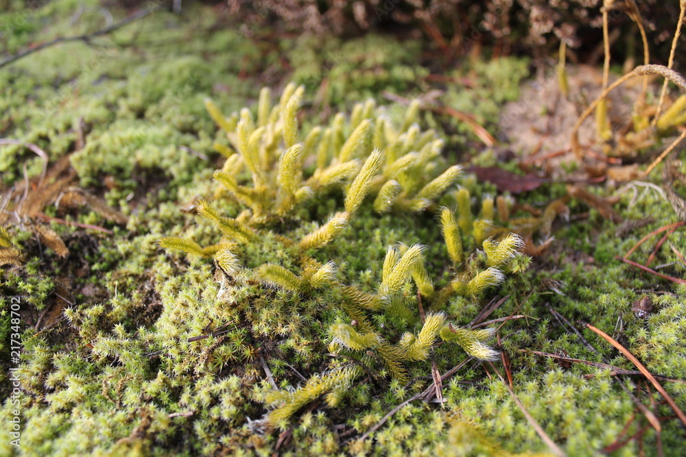 forest forest