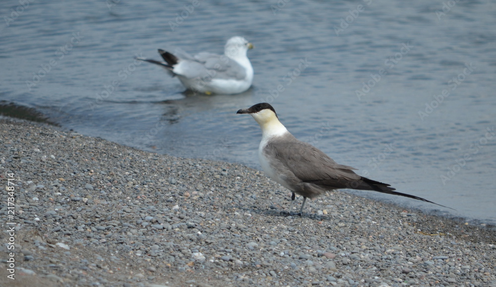 Long-tailed jaeger on the shore of Lake Ontario, Ontario, Canada Long-tailed jaeger on the shore of Lake Ontario, Ontario, Canada