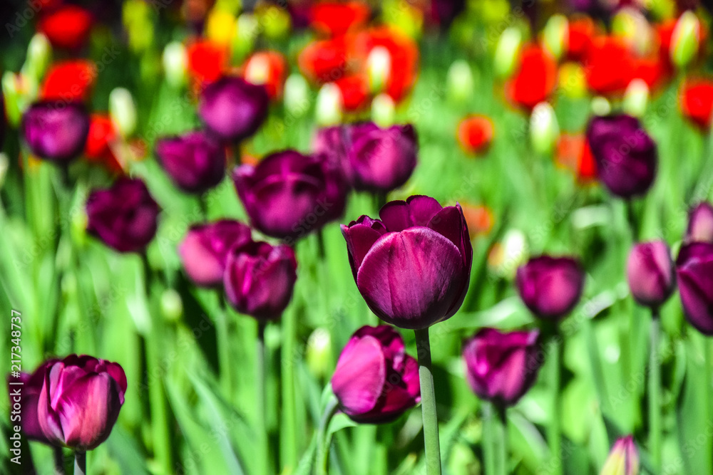 Fototapeta premium Violet tulips