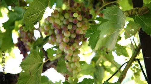 Wallpaper Mural Hanging bunches of green wine grapes in vineyard. Torontodigital.ca