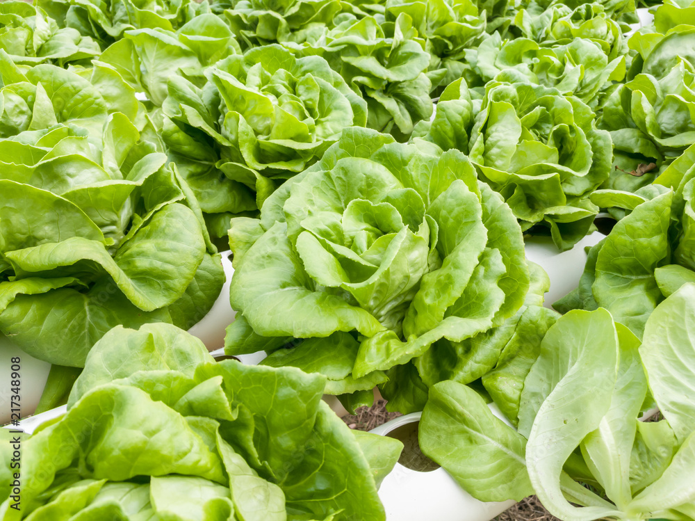 Salad vegetable green lettuce in farm close up Salad vegetable green lettuce in farm close up