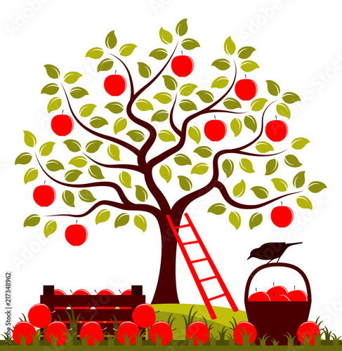apple harvest