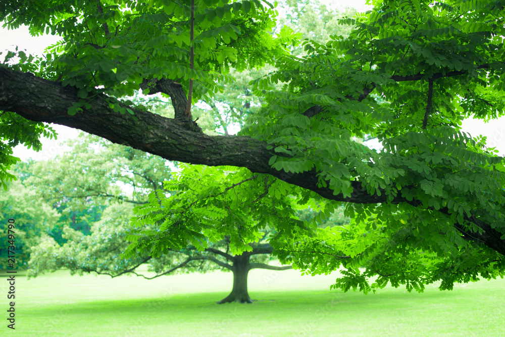 Beautiful greenery of lush summer tree and green grass Beautiful greenery of lush summer tree and green grass