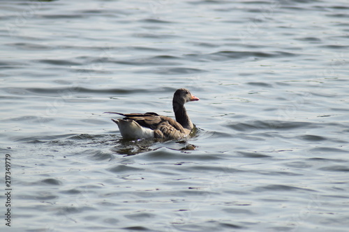 swimming duck 