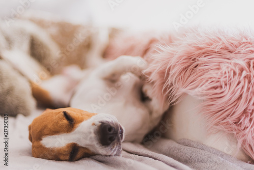 Dog sleeping on a sofa on back beagle dog in house indoors