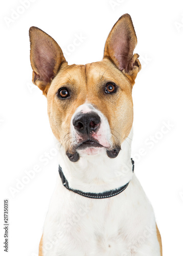 Closeup Large Crossbreed Dog Looking Forward © adogslifephoto