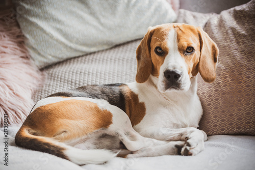 Fototapeta Naklejka Na Ścianę i Meble -  Dog sleeping on a sofa beagle dog in house indoors