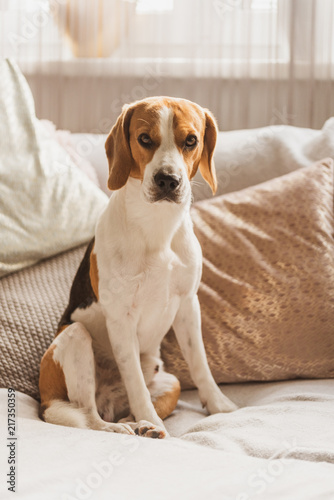 Dog resting on a sofa beagle dog sits in house indoors © Przemyslaw Iciak