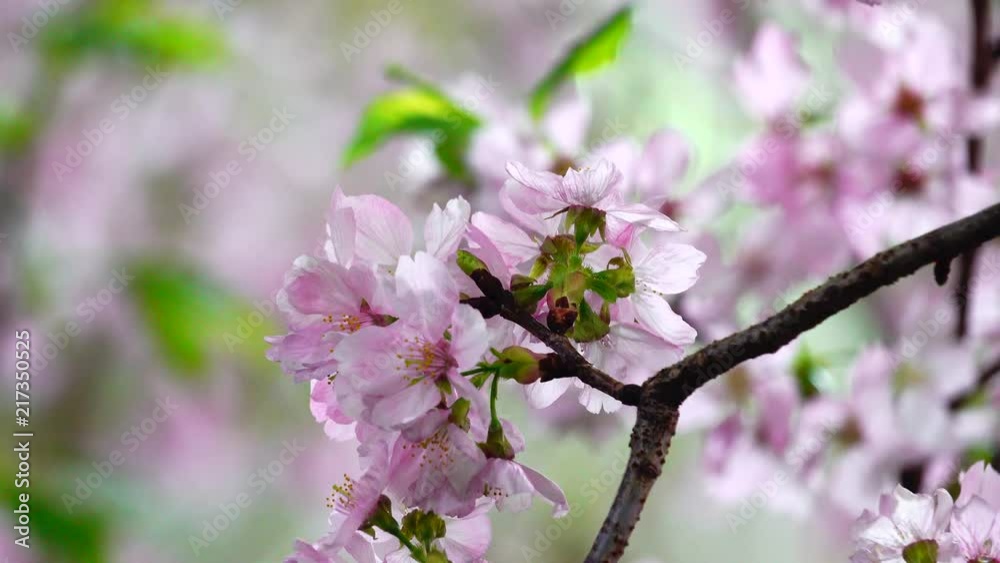 4K Beautiful pink sakura flower blooming on tree bokeh background. 4K Beautiful pink sakura flower blooming on tree bokeh background.