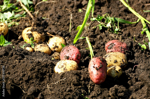 Ripe crop of potatoes.