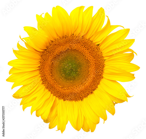 Fototapeta Naklejka Na Ścianę i Meble -  Sunflower Isolated on White Background