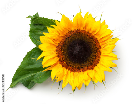 Fototapeta Naklejka Na Ścianę i Meble -  Sunflower with Leaves Isolated on White Background