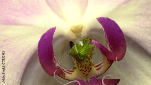 Macro of a green cicada Stictocephala bisonia with long paws sitting inside a white and purple orchid flower on a pestle photo