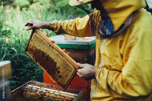 Taking out honey from hive on apiary