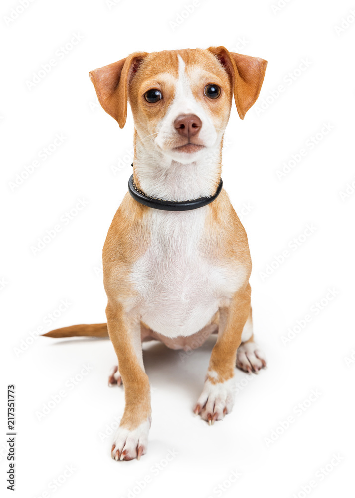 Cute Crossbreed Chihuahua Dog Sitting Looking Forward