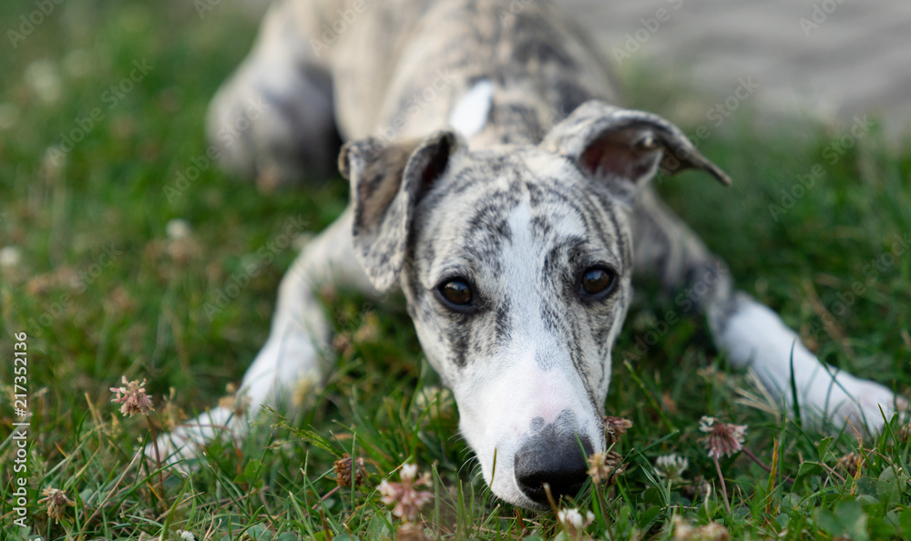 Whippet sich Stock Photo | Stock