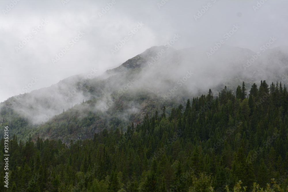 Wälder in Norwegen Telemark