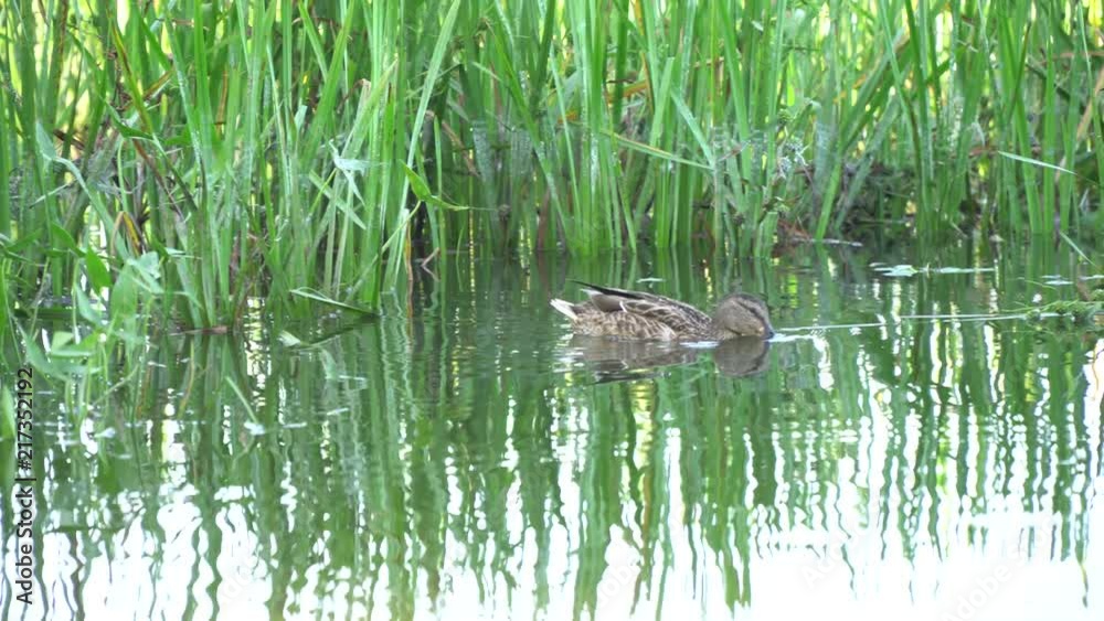 Waterfowl duck swimming on river water surface Waterfowl duck swimming on river water surface