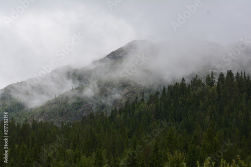 Wälder in Norwegen Telemark