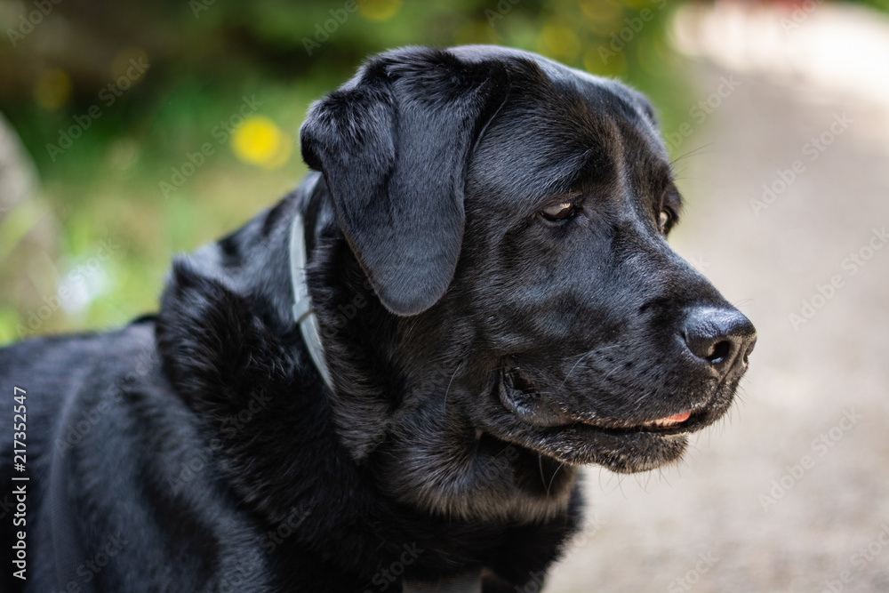 Portrait of a black Labrador Retriever looking on the path on the sunny day in summer
